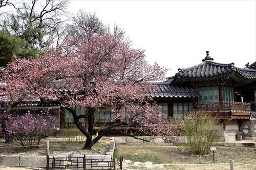 Changdeokgung (1)